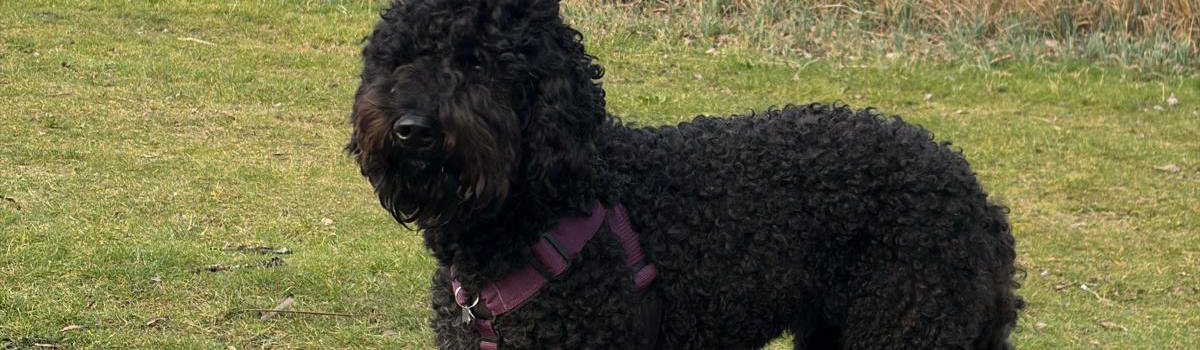 header-nestje-cleo-drachtig