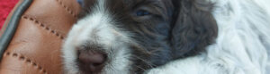 header-cleo-boris-week-3-4