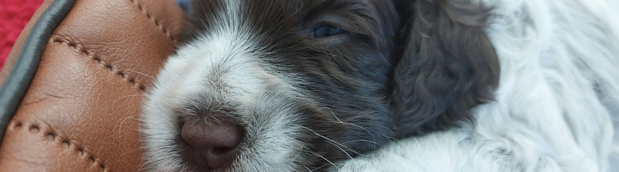 header-cleo-boris-week-3-4