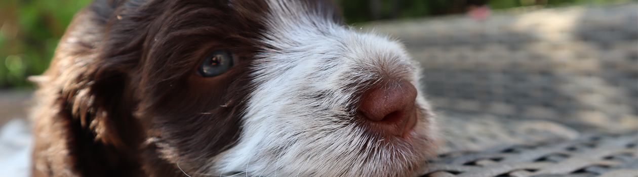 header-week-5-dineau